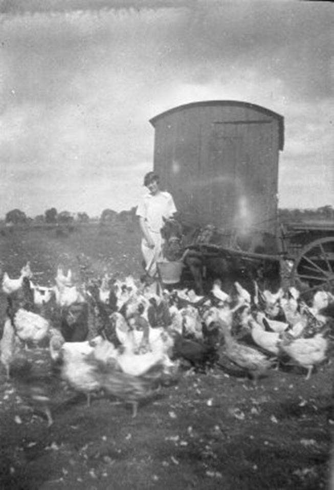 A person standing next to a group of chickens

Description automatically generated