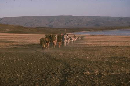 A herd of cattle walking across a dry grass field

Description automatically generated