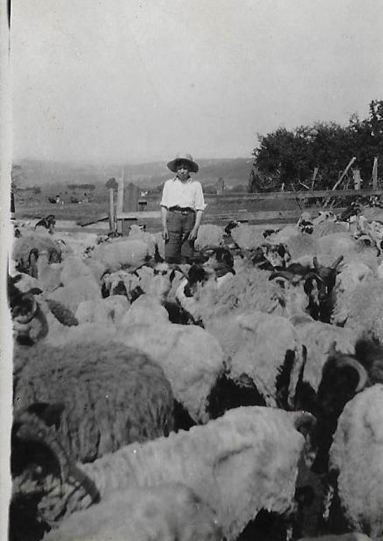 A group of sheep that are standing in front of a crowd

Description automatically generated