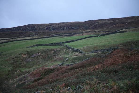 A green field with a stone wall

Description automatically generated