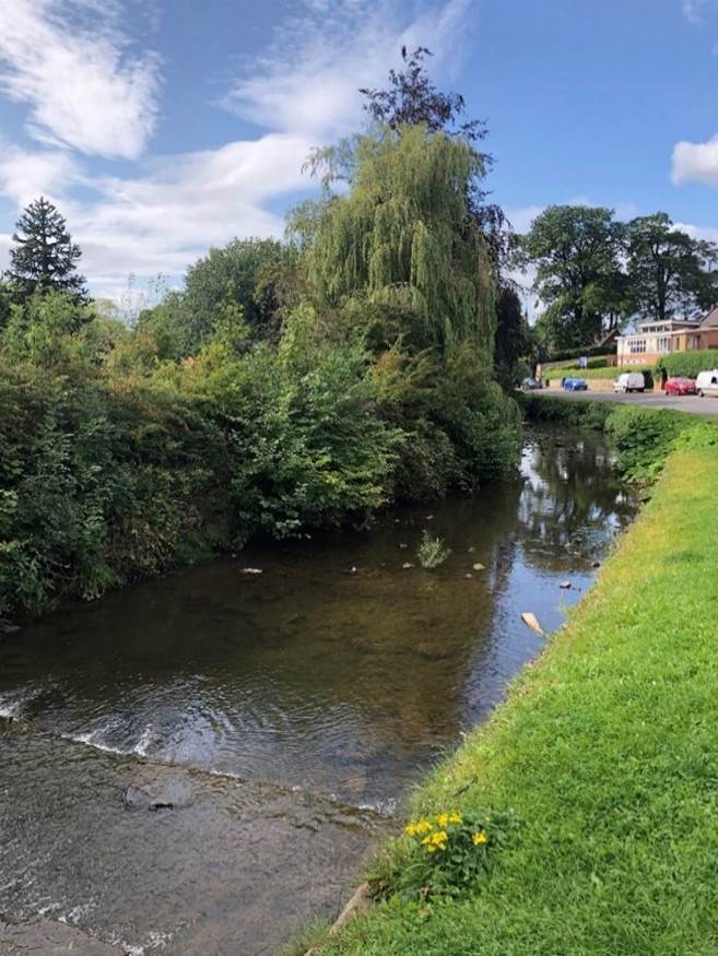 A stream with trees and grass

Description automatically generated