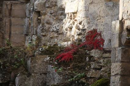 A red plant growing on a stone wall

Description automatically generated