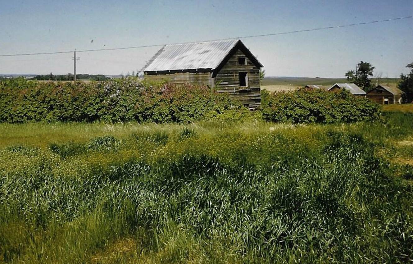 A green field with trees in the background

Description automatically generated