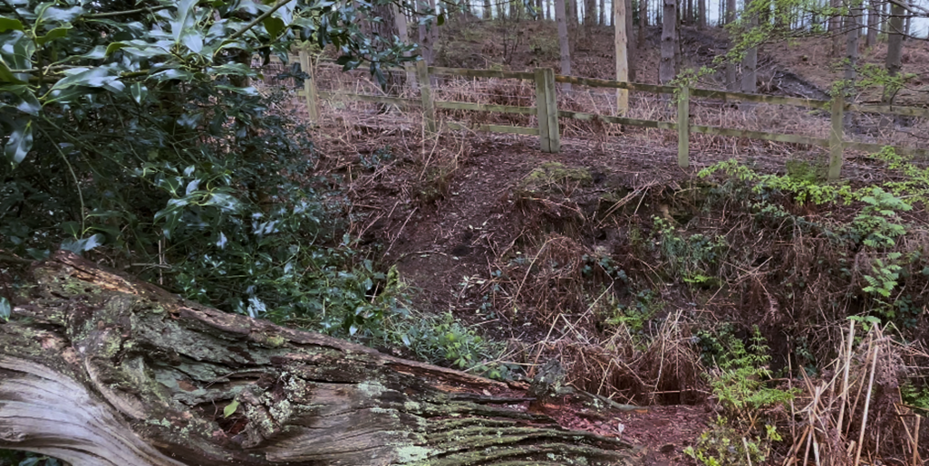 A tree trunk with a fence in the middle

Description automatically generated