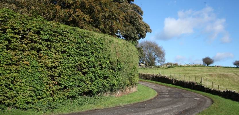 A road with a hedge on the side
Description automatically generated