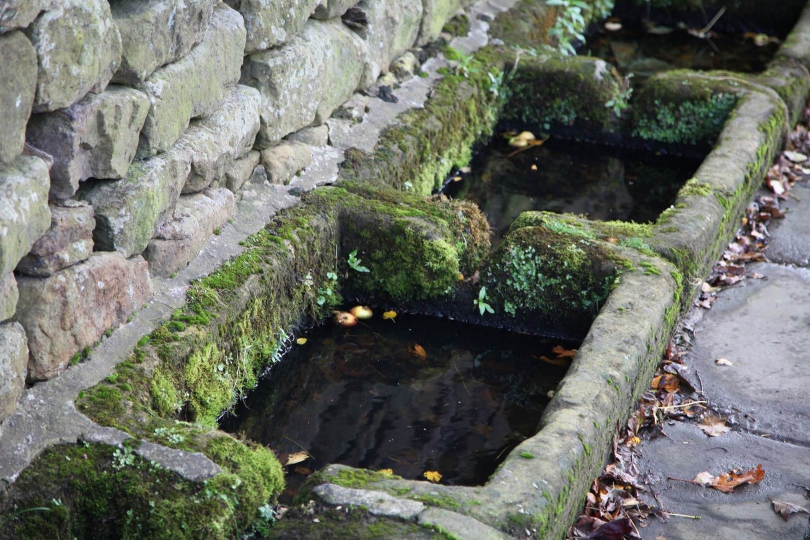 A rectangular stone trough with moss
Description automatically generated with medium confidence